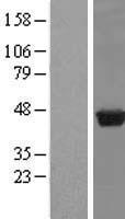 PUS1 Human Over-expression Lysate