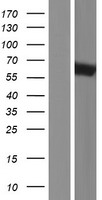 MTUS1 Human Over-expression Lysate