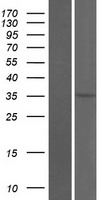 OR2T34 Human Over-expression Lysate
