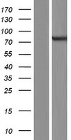 ARHGEF37 Human Over-expression Lysate