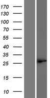 C10orf78 (SFR1) Human Over-expression Lysate