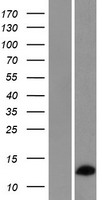 RPL36AL Human Over-expression Lysate