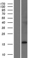 ALKAL2 Human Over-expression Lysate