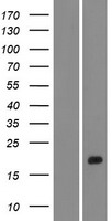 C1ORF95 (STUM) Human Over-expression Lysate