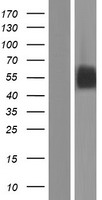 FCRL6 Human Over-expression Lysate