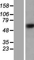ZNF774 Human Over-expression Lysate