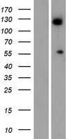 ALG11 Human Over-expression Lysate