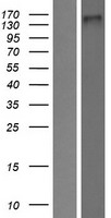 NOMO2 Human Over-expression Lysate
