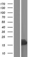 RPLP2 Human Over-expression Lysate