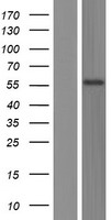 TSPYL6 Human Over-expression Lysate