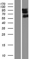 DLGAP1 Human Over-expression Lysate