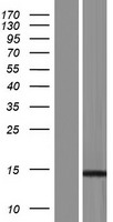 MTP18 (MTFP1) Human Over-expression Lysate