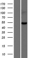 ARHGEF35 Human Over-expression Lysate