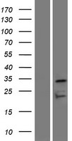OR7D4 Human Over-expression Lysate
