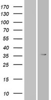 OR6T1 Human Over-expression Lysate