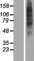 OR52I2 Human Over-expression Lysate