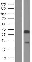 OR52I1 Human Over-expression Lysate