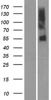 OR51A7 Human Over-expression Lysate
