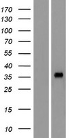 OR4L1 Human Over-expression Lysate