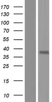 OR2Z1 Human Over-expression Lysate