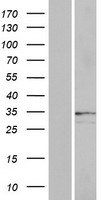 OR2A25 Human Over-expression Lysate