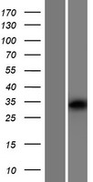 OR10V1 Human Over-expression Lysate