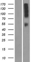 OR9Q2 Human Over-expression Lysate