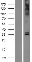 OR6N2 Human Over-expression Lysate