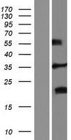 FRG2 Human Over-expression Lysate