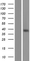 Olfactory receptor 13C8 (OR13C8) Human Over-expression Lysate