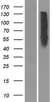 OR10Z1 Human Over-expression Lysate