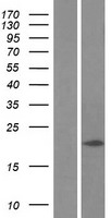 LC3C (MAP1LC3C) Human Over-expression Lysate