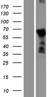 DBX2 Human Over-expression Lysate
