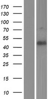 DIPK1A Human Over-expression Lysate