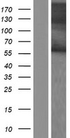RBMY1B Human Over-expression Lysate