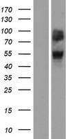 OR4A47 Human Over-expression Lysate