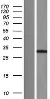 Syntenin (SDCBP) Human Over-expression Lysate
