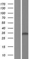 RPS4X Human Over-expression Lysate