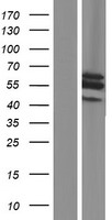 SLC25A25 Human Over-expression Lysate