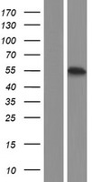 GTDC1 Human Over-expression Lysate