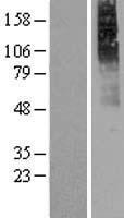 CHRM2 Human Over-expression Lysate