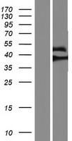 SIN1 (MAPKAP1) Human Over-expression Lysate