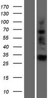 IGFBPL1 Human Over-expression Lysate