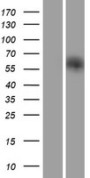 IRGQ Human Over-expression Lysate