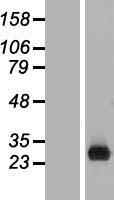 RHEX Human Over-expression Lysate