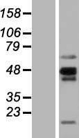 NKAPL Human Over-expression Lysate