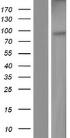 ERV31 (ERV3-1) Human Over-expression Lysate