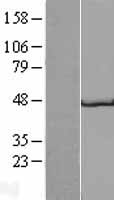 Glycoprotein 2 (GP2) Human Over-expression Lysate
