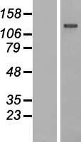 IGSF3 Human Over-expression Lysate