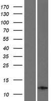 INCA (CARD17) Human Over-expression Lysate